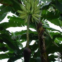 6.4.6 - Bunch position