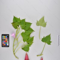 CIP 420156 Greenhouse