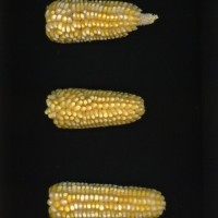 CIMMYTMA 24622 PUEB 280 BA22U-2903-12 E1.jpg