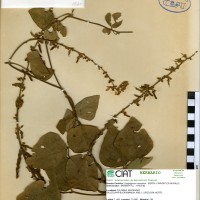 8827 herbarium