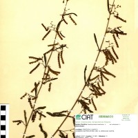 7282 herbarium