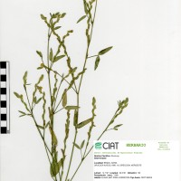 8348 herbarium