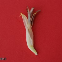 6.6.2 - Compound tepal basic colour