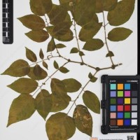 CIP 760304_HHCH 4727_04.jpg