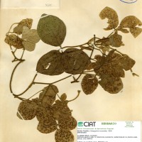 8374 herbarium