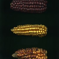 CIMMYTMA 23784 APUC. 237 TC22U-2903-38 E.jpg