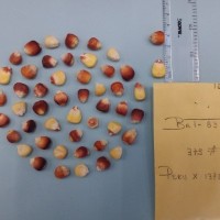 CIMMYTMA 10424 - Reference Inventory.jpg