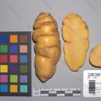 CIP 203074 Tuber