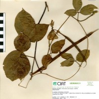 15856 herbarium
