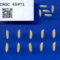 IRGC 65971 Seed Photo