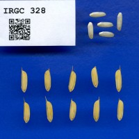 IRGC 328 Seed Photo