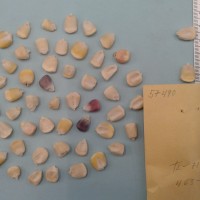 CIMMYTMA 5749 - Reference Inventory.jpg