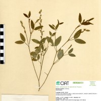 258 herbarium