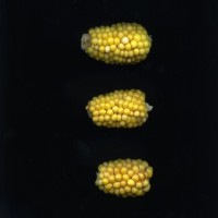 CIMMYTMA 18984 BOZM 1512 TC22U-2903-68 E.jpg