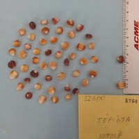 CIMMYTMA 5260 - Reference Inventory.jpg