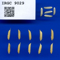 IRGC 9029 Seed Photo