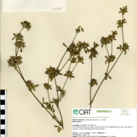 11199 herbarium