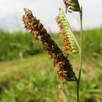Urochloa decumbens 14816-flower3.JPG