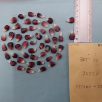 CIMMYTMA 8176 - Reference inventory.jpg