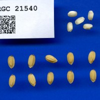 IRGC 21540 Seed Photo