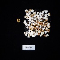 Popped and not popped comparison labeled.jpg