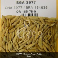 BRA00002714-4.JPG