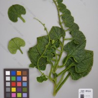 CIP 201066 Herbarium