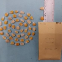 CIMMYTMA 7253 - Reference inventory.jpg