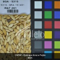 BRA00004035-2.JPG