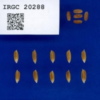 IRGC20288.jpg
