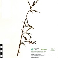 21785 herbarium