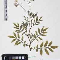 CIP 761164_OCHS 11007_19.jpg