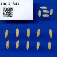 IRGC 344 Seed Photo