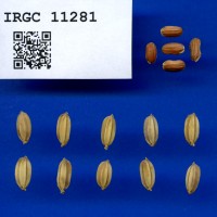 IRGC 11281 Seed Photo