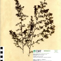 7265 herbarium