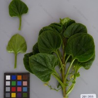 CIP 201355 Herbarium