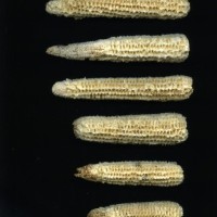 CIMMYTMA 217 MORE 17 PV17A-1903-64 C.jpg