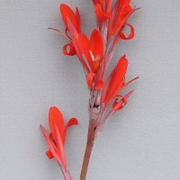 CIP 206001 (flower).jpg