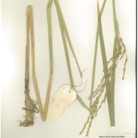 IRGC 100938 Herbarium