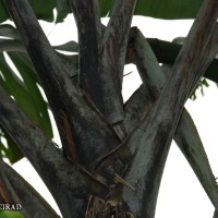 6.3.1 - Blotches at the petiole base