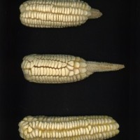 CIMMYTMA 18515 MICH 149 AF19A-0903-148 E1.jpg