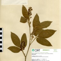 21580 herbarium