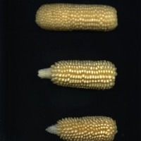 CIMMYTMA 25704 ARZM 17 015 AF18A-0903-181 E1.jpg