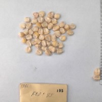 CIMMYTMA 195 - Reference Inventory.jpg