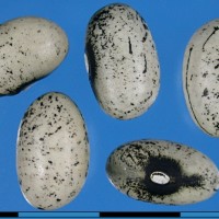 G19646 seed.jpg
