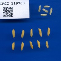 IRGC 119763 Seed Photo