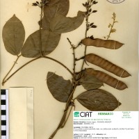 9241 herbarium