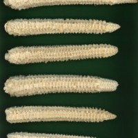 CIMMYTMA 6884 DURA 154 PV22A-1903-148 C2630 _compress.jpg