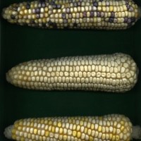 CIMMYTMA 27421 CHIS 835 TC19U-2903-27 E10 _Ready.jpg