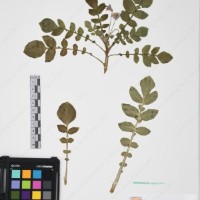 CIP 761446_OCH 12083_06.jpg